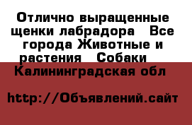 Отлично выращенные щенки лабрадора - Все города Животные и растения » Собаки   . Калининградская обл.